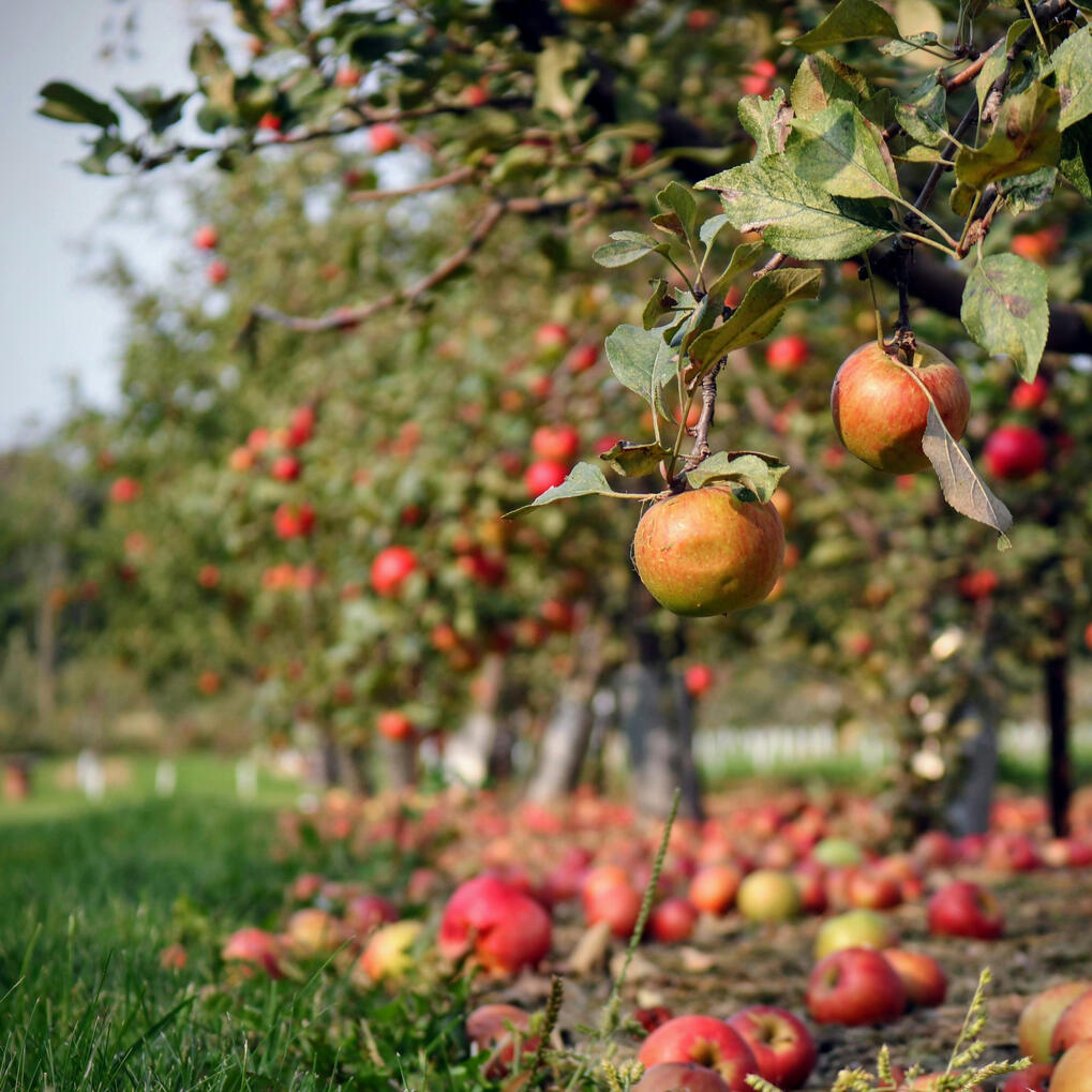 Orchards