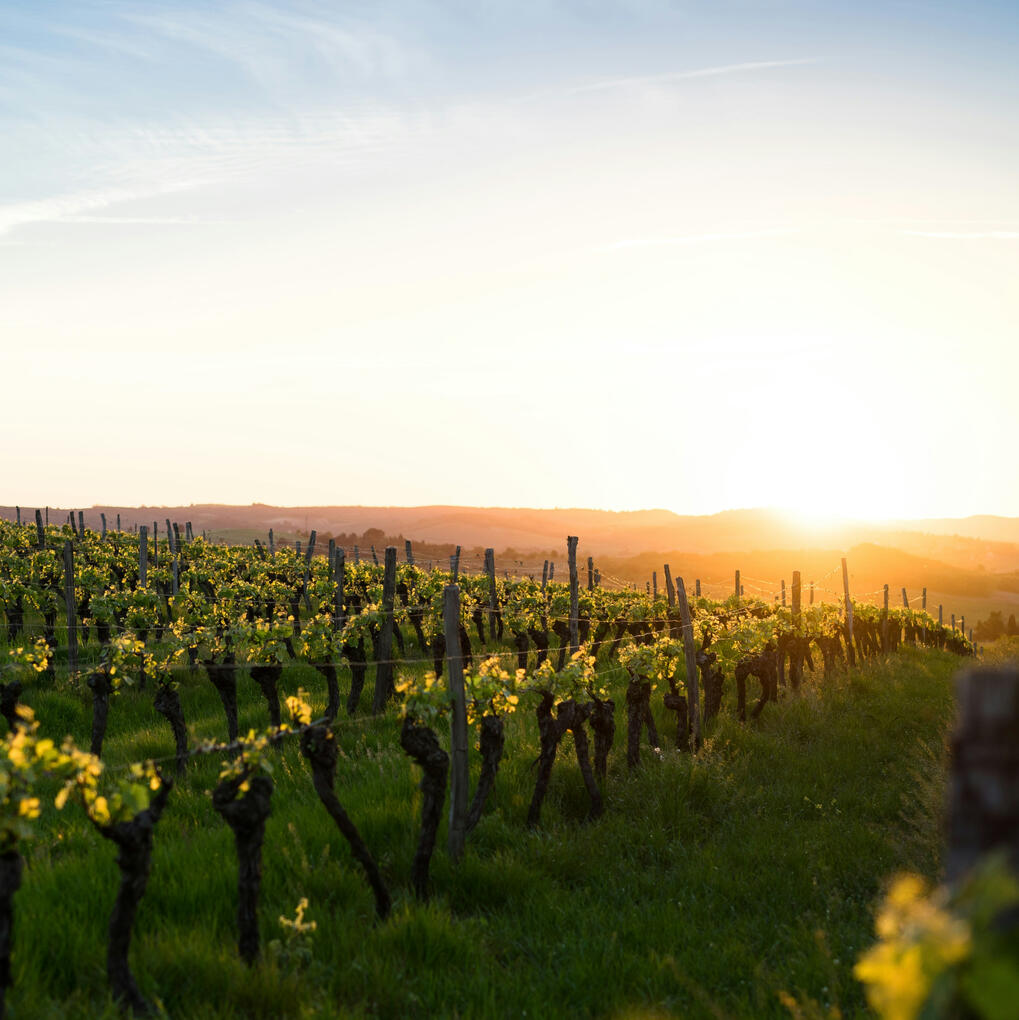Vineyards