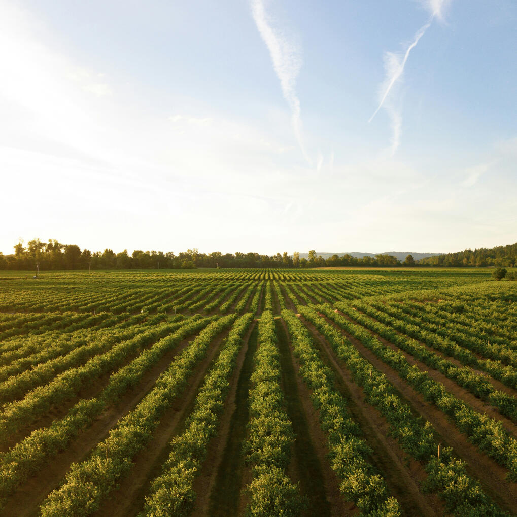Row Crops